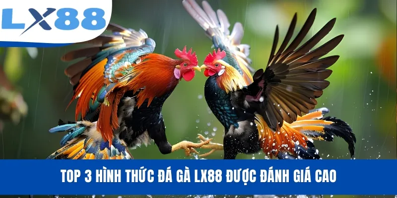 Top 3 hình thức đá gà LX88 được đánh giá cao
